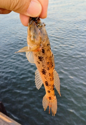 マハゼの釣果