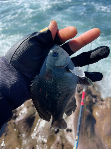 クチブトグレの釣果