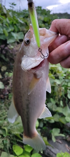 ラージマウスバスの釣果