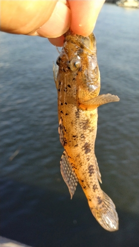 マハゼの釣果