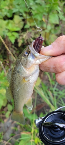 ラージマウスバスの釣果