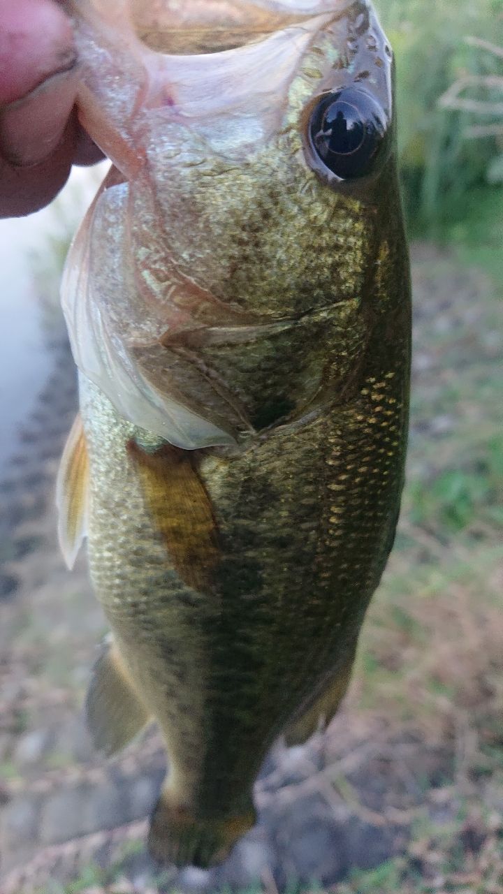 ラージマウスバス