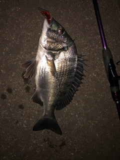 チヌの釣果