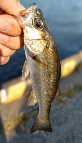 セイゴ（マルスズキ）の釣果