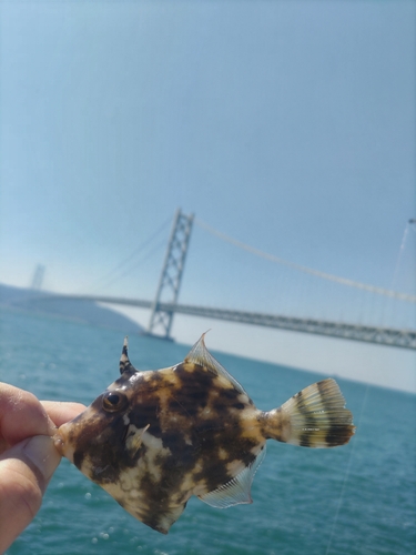 カワハギの釣果