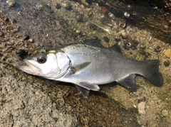 フッコ（ヒラスズキ）の釣果