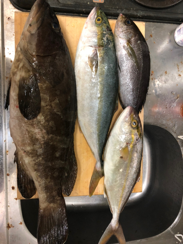 アラの釣果