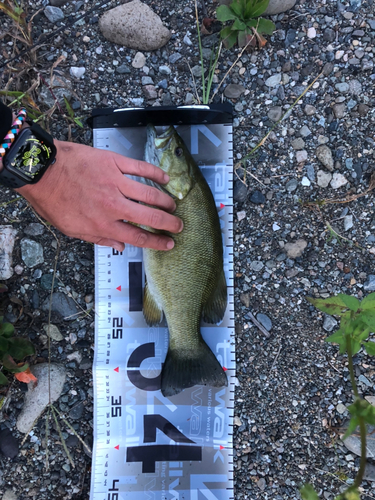 スモールマウスバスの釣果