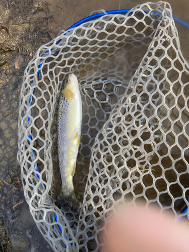 ブラウントラウトの釣果