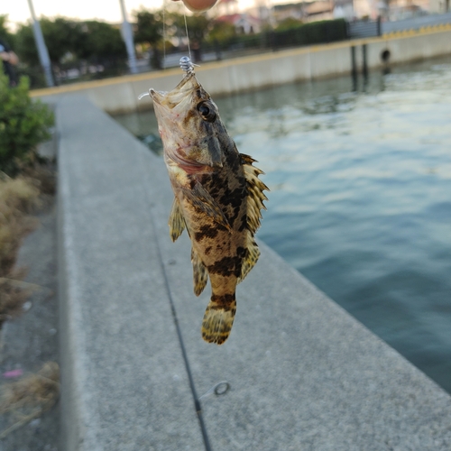 クロソイの釣果