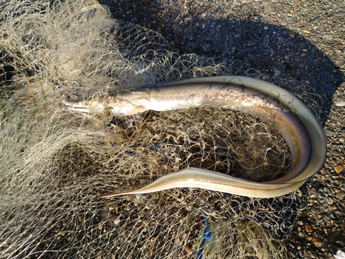 ハモの釣果