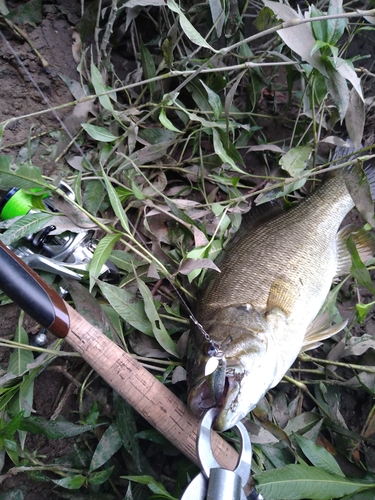 スモールマウスバスの釣果