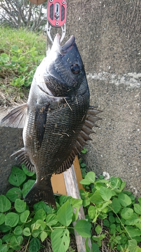 チヌの釣果