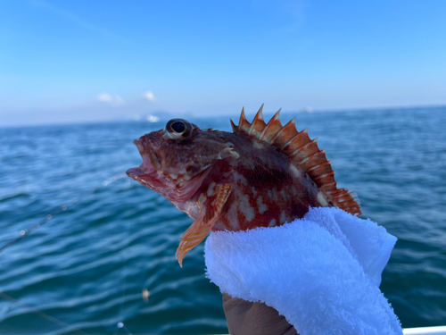 カサゴの釣果