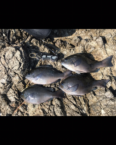 クチブトグレの釣果