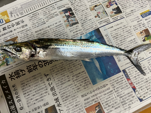 サゴシの釣果