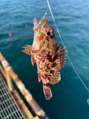 ガシラの釣果