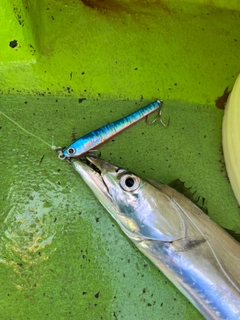 タチウオの釣果