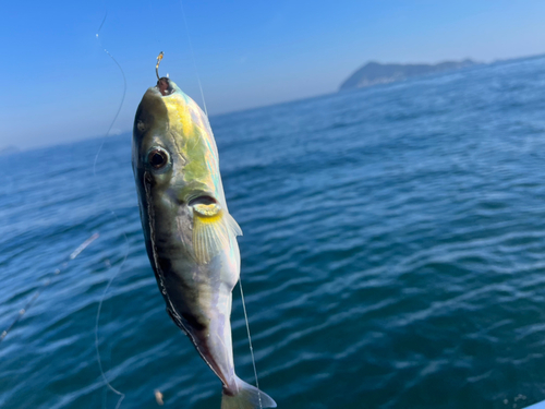 シロサバフグの釣果