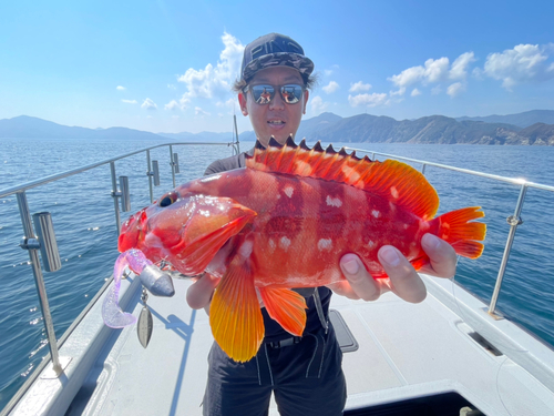 アカハタの釣果