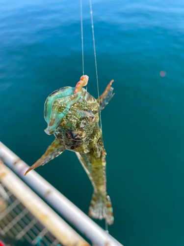 アナハゼの釣果