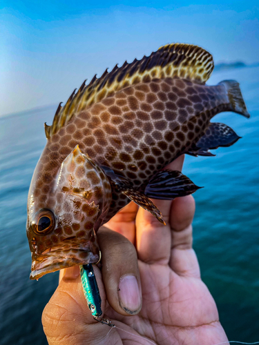 オオモンハタの釣果