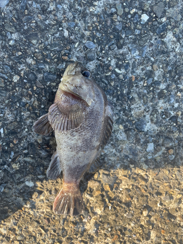 タケノコメバルの釣果