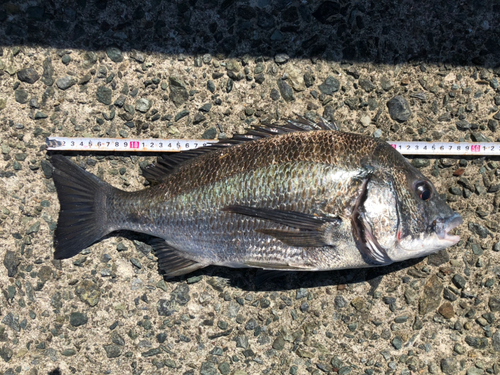 チヌの釣果