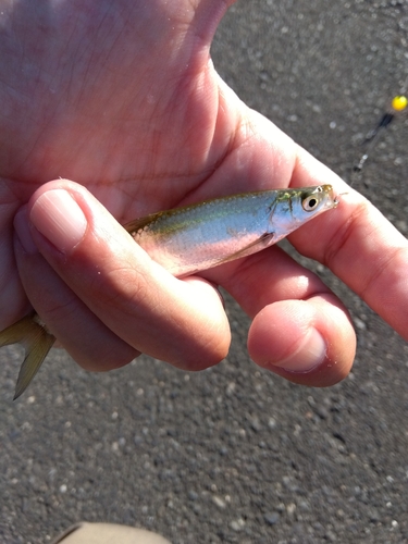 モロコの釣果