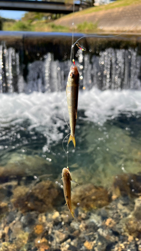 釣果