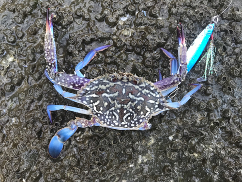 タイワンガザミの釣果