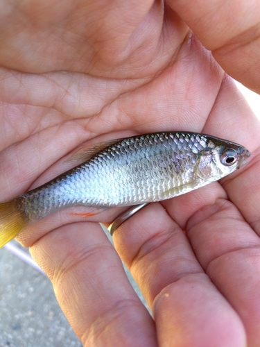 タナゴの釣果