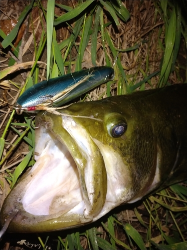 ブラックバスの釣果