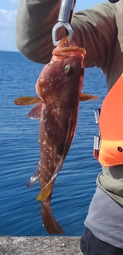 アコウの釣果