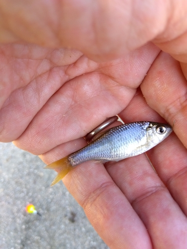 タナゴの釣果