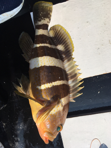 マハタの釣果