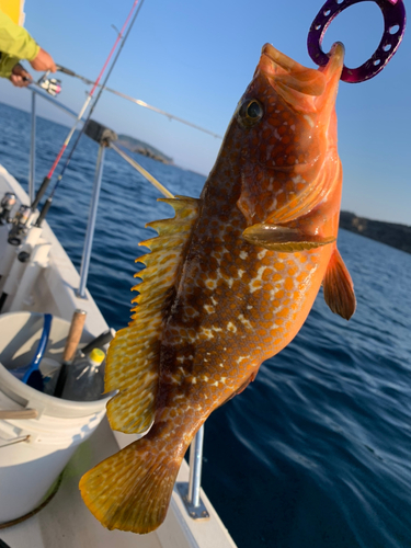 キジハタの釣果