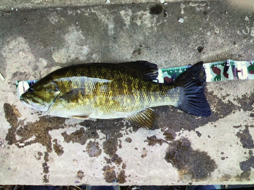 スモールマウスバスの釣果