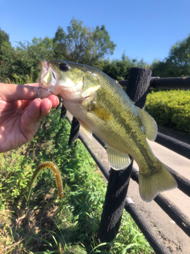 ラージマウスバスの釣果