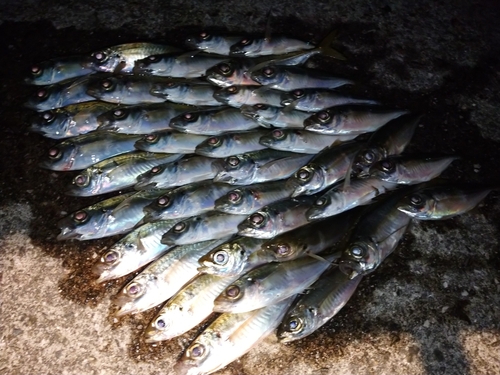 アジの釣果