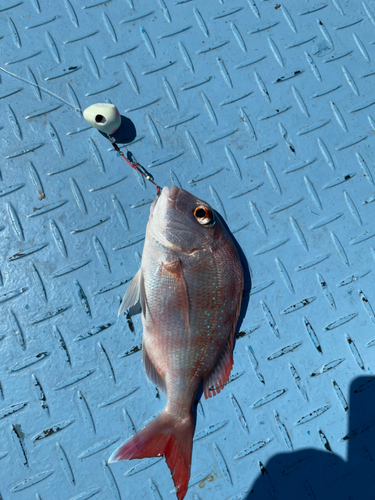 タイの釣果