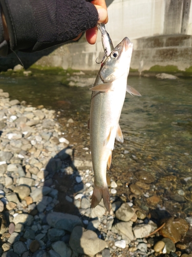 ニゴイの釣果