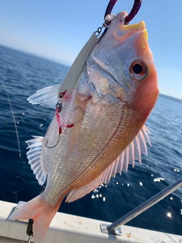 レンコダイの釣果