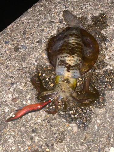 アオリイカの釣果