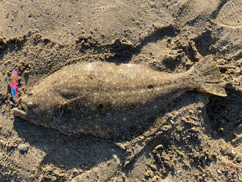 ヒラメの釣果