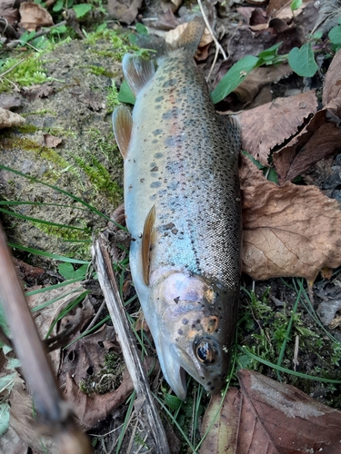 ニジマスの釣果