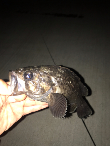 クロソイの釣果