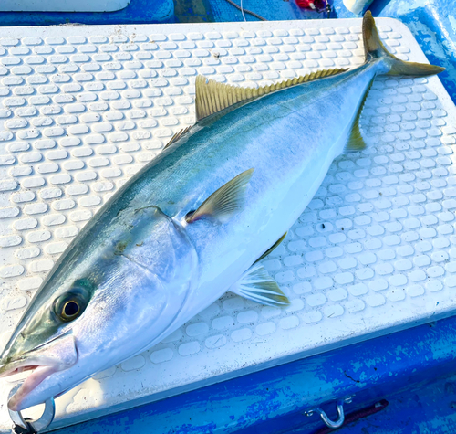 メジロの釣果