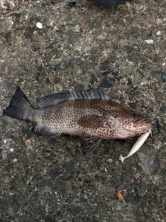 オオモンハタの釣果