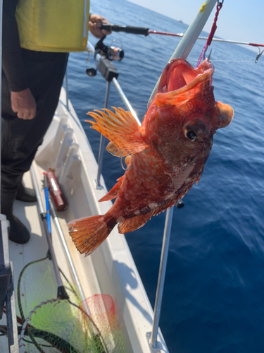 ウッカリカサゴの釣果